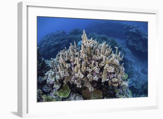 Colorful Reef-Building Corals Grow on a Reef in the Solomon Islands-Stocktrek Images-Framed Photographic Print