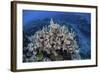 Colorful Reef-Building Corals Grow on a Reef in the Solomon Islands-Stocktrek Images-Framed Photographic Print