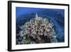 Colorful Reef-Building Corals Grow on a Reef in the Solomon Islands-Stocktrek Images-Framed Photographic Print