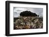 Colorful Reef-Building Corals Grow on a Reef in the Solomon Islands-Stocktrek Images-Framed Photographic Print