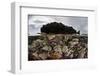 Colorful Reef-Building Corals Grow on a Reef in the Solomon Islands-Stocktrek Images-Framed Photographic Print