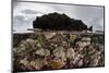 Colorful Reef-Building Corals Grow on a Reef in the Solomon Islands-Stocktrek Images-Mounted Photographic Print