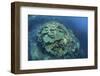 Colorful Reef-Building Corals Grow on a Reef in the Solomon Islands-Stocktrek Images-Framed Photographic Print