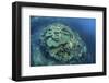 Colorful Reef-Building Corals Grow on a Reef in the Solomon Islands-Stocktrek Images-Framed Photographic Print