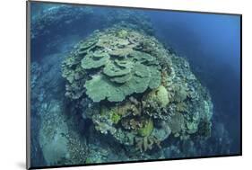 Colorful Reef-Building Corals Grow on a Reef in the Solomon Islands-Stocktrek Images-Mounted Photographic Print