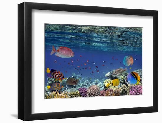 Colorful Reef Underwater Landscape with Fishes and Corals-Vlad61-Framed Photographic Print