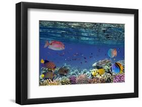 Colorful Reef Underwater Landscape with Fishes and Corals-Vlad61-Framed Photographic Print