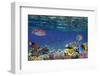 Colorful Reef Underwater Landscape with Fishes and Corals-Vlad61-Framed Photographic Print