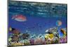 Colorful Reef Underwater Landscape with Fishes and Corals-Vlad61-Mounted Photographic Print