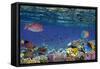 Colorful Reef Underwater Landscape with Fishes and Corals-Vlad61-Framed Stretched Canvas