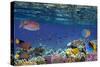 Colorful Reef Underwater Landscape with Fishes and Corals-Vlad61-Stretched Canvas