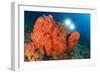 Colorful Reefs Covered in Orange Dendronephthya Soft Corals-null-Framed Photographic Print