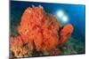 Colorful Reefs Covered in Orange Dendronephthya Soft Corals-null-Mounted Photographic Print