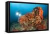 Colorful Reefs Covered in Orange Dendronephthya Soft Corals-null-Framed Stretched Canvas