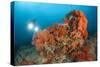 Colorful Reefs Covered in Orange Dendronephthya Soft Corals-null-Stretched Canvas