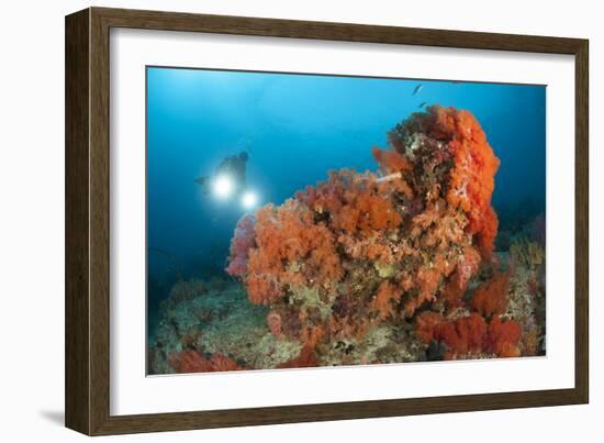 Colorful Reefs Covered in Orange Dendronephthya Soft Corals-null-Framed Photographic Print