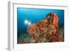 Colorful Reefs Covered in Orange Dendronephthya Soft Corals-null-Framed Photographic Print