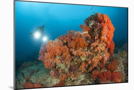 Colorful Reefs Covered in Orange Dendronephthya Soft Corals-null-Mounted Photographic Print