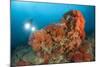 Colorful Reefs Covered in Orange Dendronephthya Soft Corals-null-Mounted Photographic Print