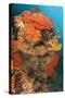 Colorful Reefs Covered in Orange Dendronephthya Soft Corals-null-Stretched Canvas