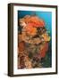 Colorful Reefs Covered in Orange Dendronephthya Soft Corals-null-Framed Photographic Print