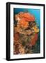 Colorful Reefs Covered in Orange Dendronephthya Soft Corals-null-Framed Photographic Print