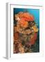 Colorful Reefs Covered in Orange Dendronephthya Soft Corals-null-Framed Photographic Print