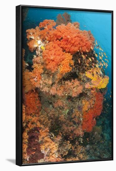 Colorful Reefs Covered in Orange Dendronephthya Soft Corals-null-Framed Photographic Print