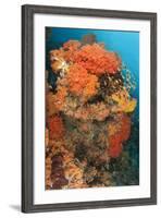 Colorful Reefs Covered in Orange Dendronephthya Soft Corals-null-Framed Photographic Print