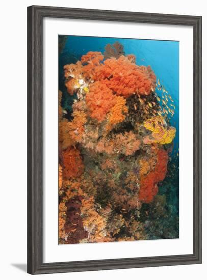 Colorful Reefs Covered in Orange Dendronephthya Soft Corals-null-Framed Photographic Print