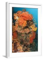 Colorful Reefs Covered in Orange Dendronephthya Soft Corals-null-Framed Photographic Print