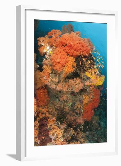 Colorful Reefs Covered in Orange Dendronephthya Soft Corals-null-Framed Photographic Print