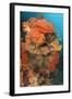 Colorful Reefs Covered in Orange Dendronephthya Soft Corals-null-Framed Photographic Print