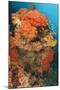 Colorful Reefs Covered in Orange Dendronephthya Soft Corals-null-Mounted Photographic Print