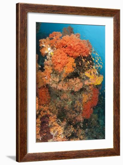 Colorful Reefs Covered in Orange Dendronephthya Soft Corals-null-Framed Photographic Print