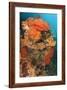 Colorful Reefs Covered in Orange Dendronephthya Soft Corals-null-Framed Photographic Print