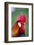 Colorful Rooster in rural farm-Stuart Westmorland-Framed Photographic Print