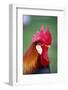 Colorful Rooster in rural farm-Stuart Westmorland-Framed Photographic Print