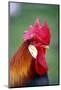 Colorful Rooster in rural farm-Stuart Westmorland-Mounted Photographic Print