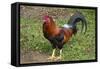 Colorful rooster roaming free on the Big Island of Hawaii-Gayle Harper-Framed Stretched Canvas