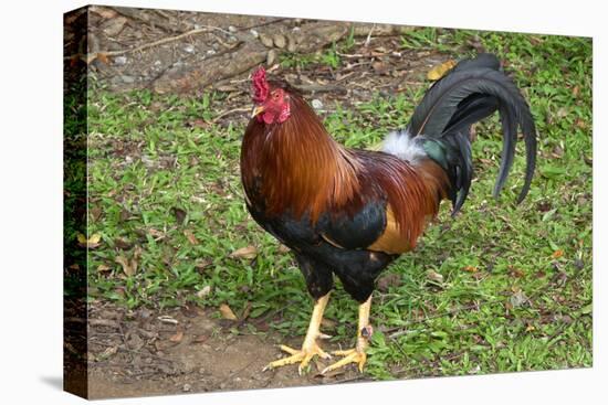 Colorful rooster roaming free on the Big Island of Hawaii-Gayle Harper-Stretched Canvas