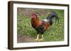 Colorful rooster roaming free on the Big Island of Hawaii-Gayle Harper-Framed Photographic Print