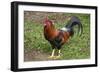 Colorful rooster roaming free on the Big Island of Hawaii-Gayle Harper-Framed Photographic Print