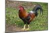 Colorful rooster roaming free on the Big Island of Hawaii-Gayle Harper-Mounted Photographic Print