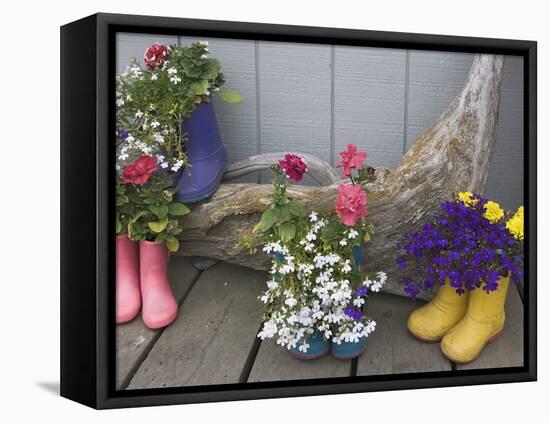 Colorful Rubber Boots Used as Flower Pots, Homer, Alaska, USA-Dennis Flaherty-Framed Stretched Canvas