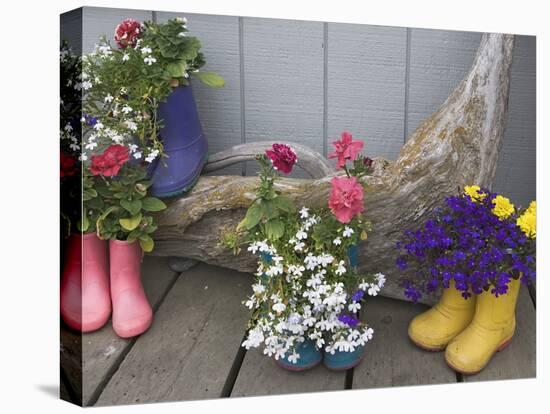 Colorful Rubber Boots Used as Flower Pots, Homer, Alaska, USA-Dennis Flaherty-Stretched Canvas