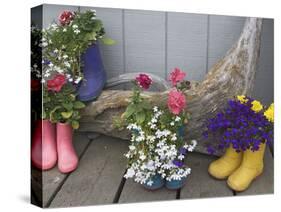 Colorful Rubber Boots Used as Flower Pots, Homer, Alaska, USA-Dennis Flaherty-Stretched Canvas