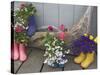 Colorful Rubber Boots Used as Flower Pots, Homer, Alaska, USA-Dennis Flaherty-Stretched Canvas