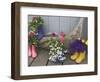 Colorful Rubber Boots Used as Flower Pots, Homer, Alaska, USA-Dennis Flaherty-Framed Photographic Print