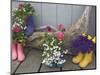 Colorful Rubber Boots Used as Flower Pots, Homer, Alaska, USA-Dennis Flaherty-Mounted Photographic Print